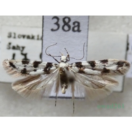Pseudotelphusa scalella (Scopoli, 1763) Slovakia38a